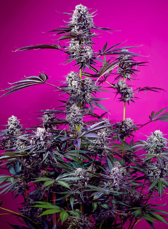 Studio 54 Stardust Auto Feminized Seeds