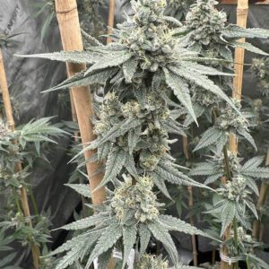 Buy Sundae Supper Feminized Seeds by Solfire Gardens in America