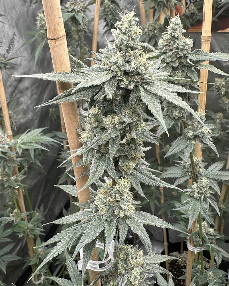 Buy Sundae Supper Feminized Seeds by Solfire Gardens in America