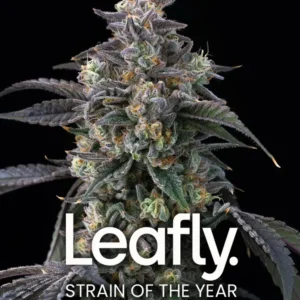 Super Boof Feminized Seeds