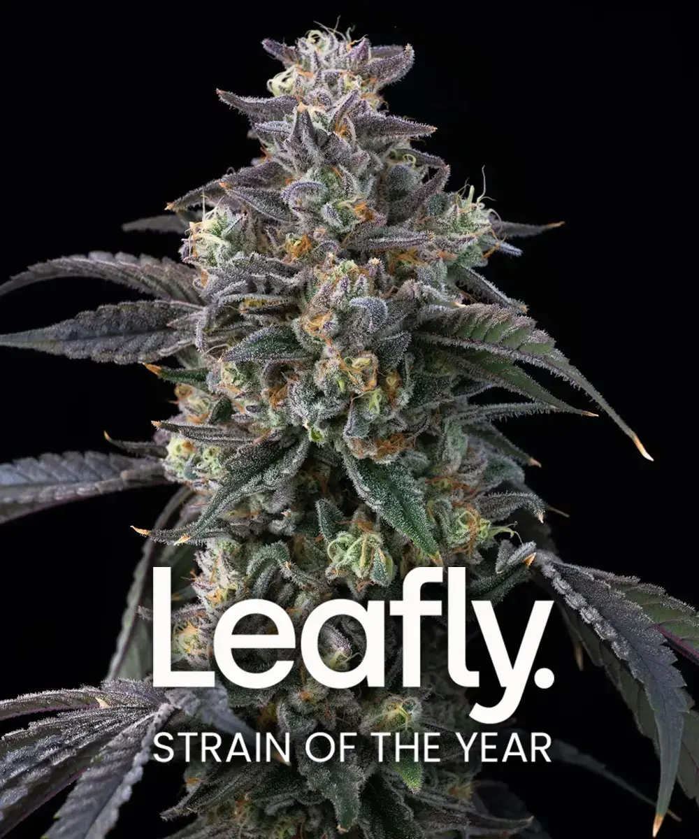 Super Boof Feminized Seeds