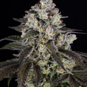 Trainwreck Feminized Seeds