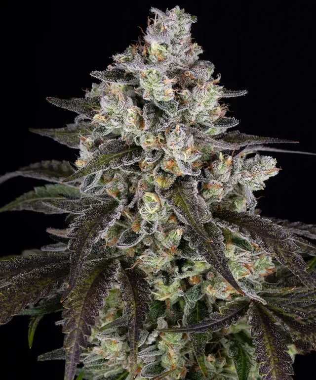 Trainwreck Feminized Seeds