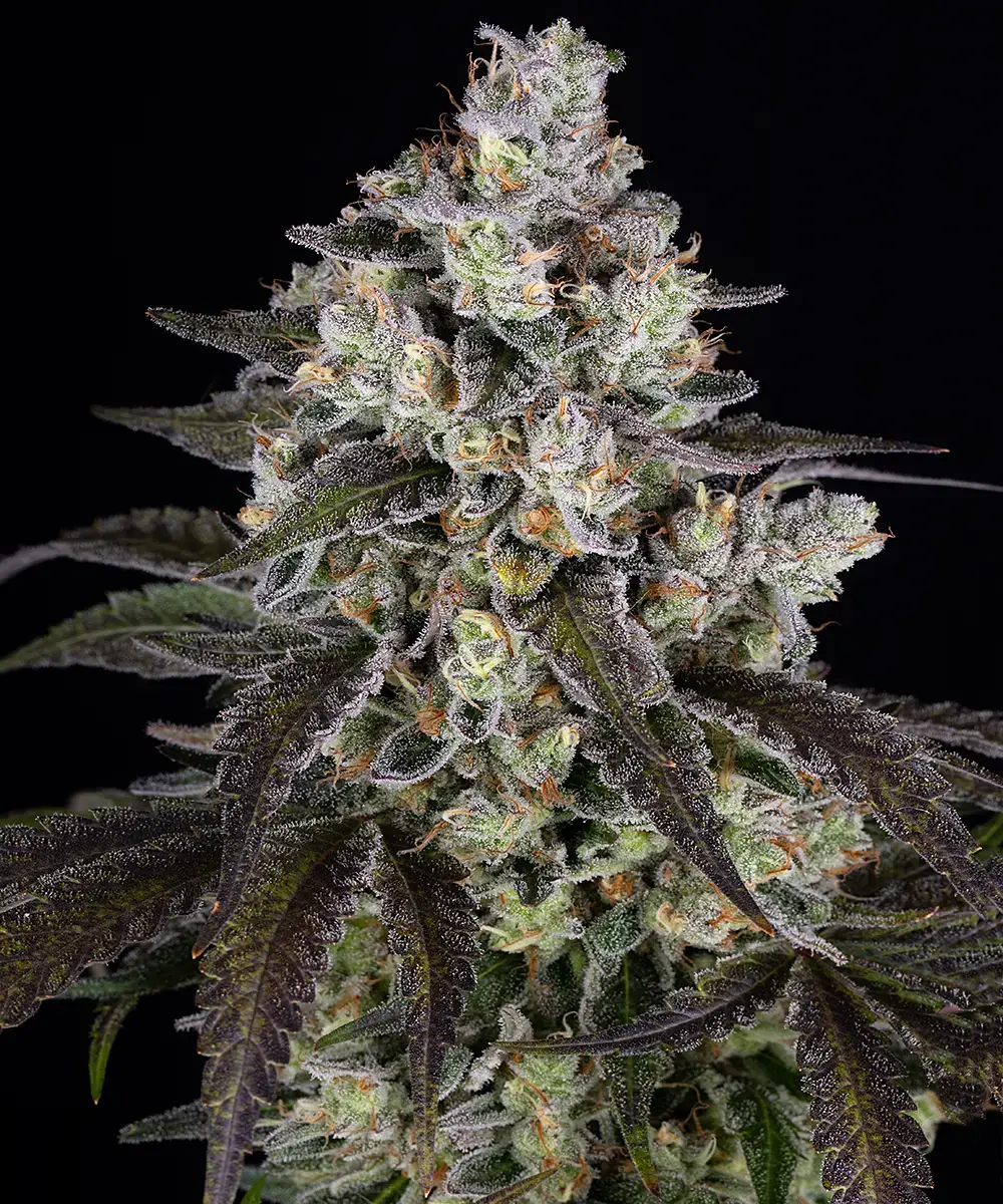 Trainwreck Feminized Seeds
