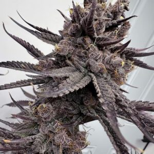 Buy Trap God Feminized Seeds by Solfire Gardens in America