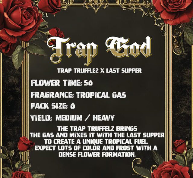 Buy Trap God Feminized Seeds by Solfire Gardens in America - Image 2