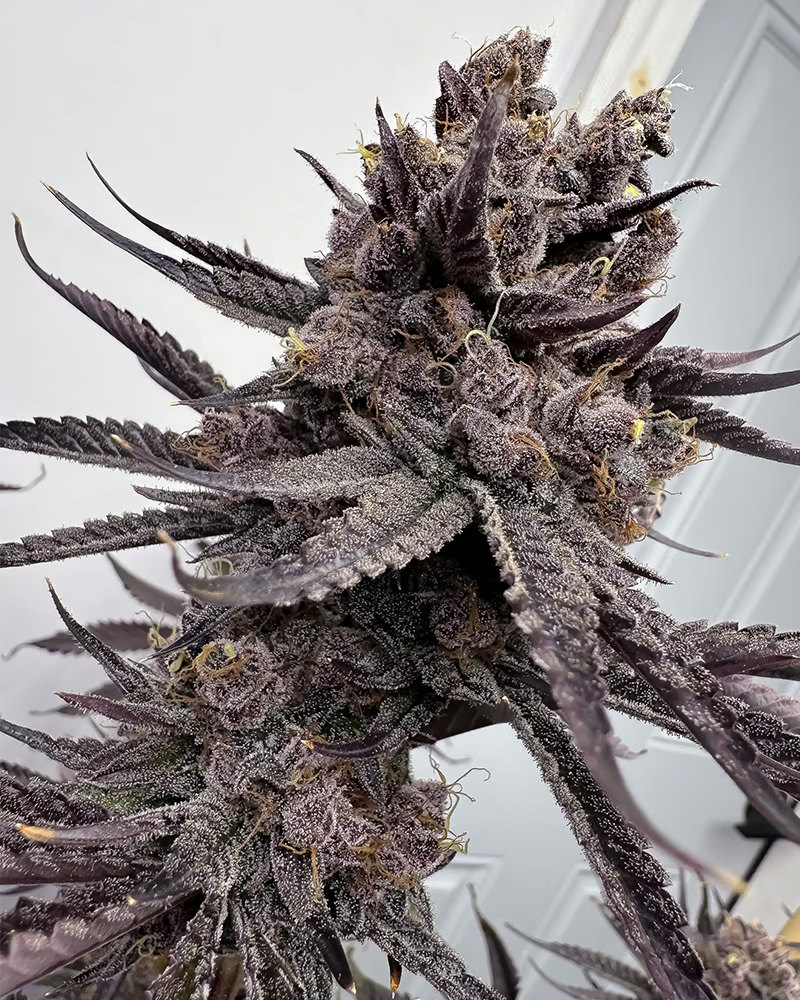 Buy Trap God Feminized Seeds by Solfire Gardens in America