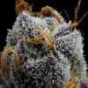 White Runtz Feminized Seeds