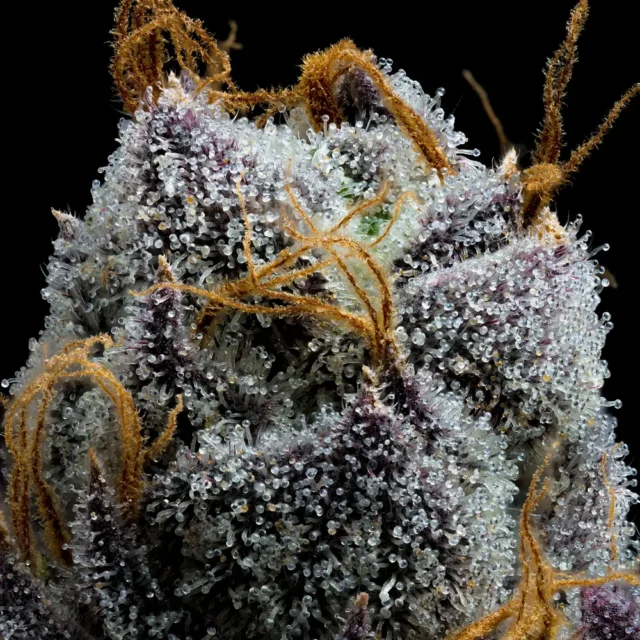 White Runtz Feminized Seeds