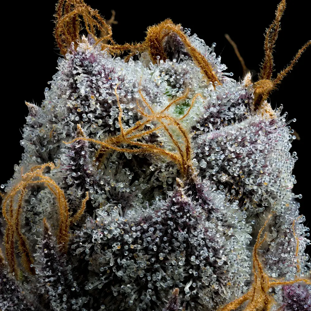 White Runtz Feminized Seeds