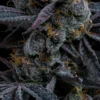 White Runtz Feminized Seeds