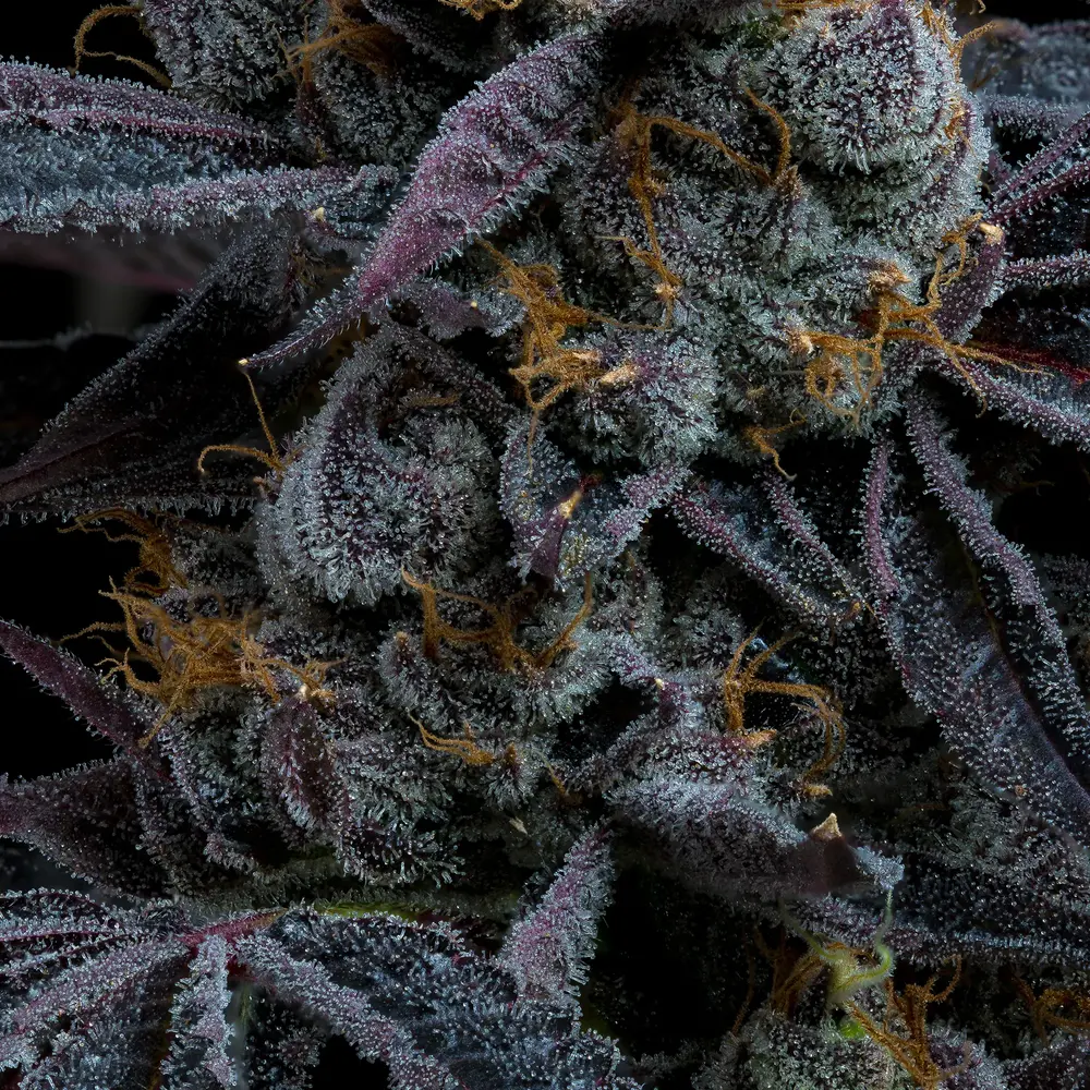 White Runtz Feminized Seeds