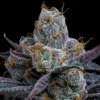 White Runtz Feminized Seeds