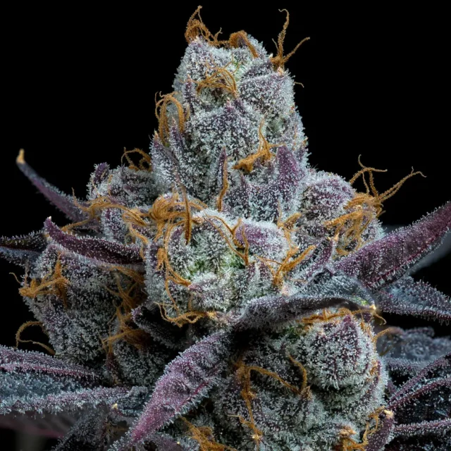 White Runtz Feminized Seeds