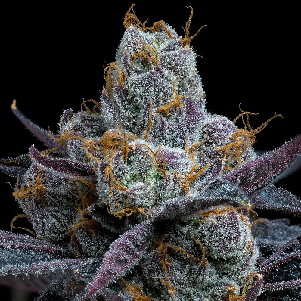 White Runtz Feminized Seeds