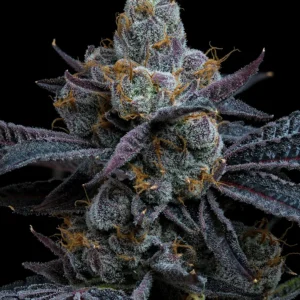 White Runtz Feminized Seeds