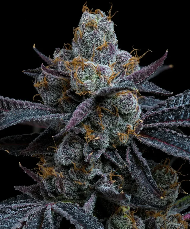 White Runtz Feminized Seeds