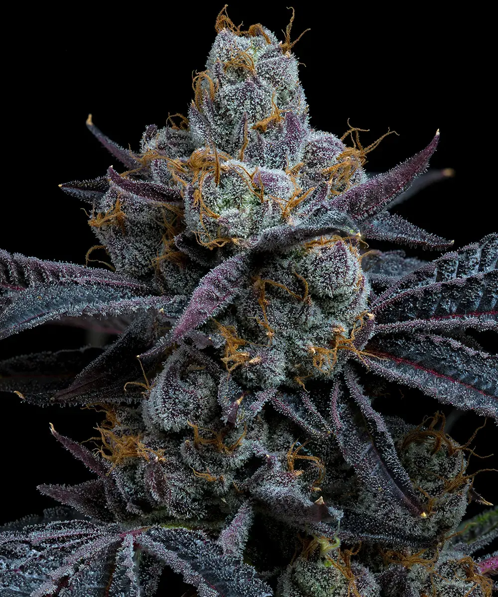 White Runtz Feminized Seeds