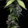 Zoap Feminized Seeds