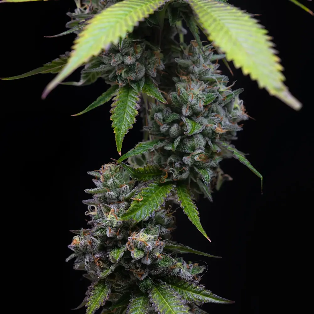 Zoap Feminized Seeds