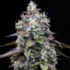 Zoap Feminized Seeds