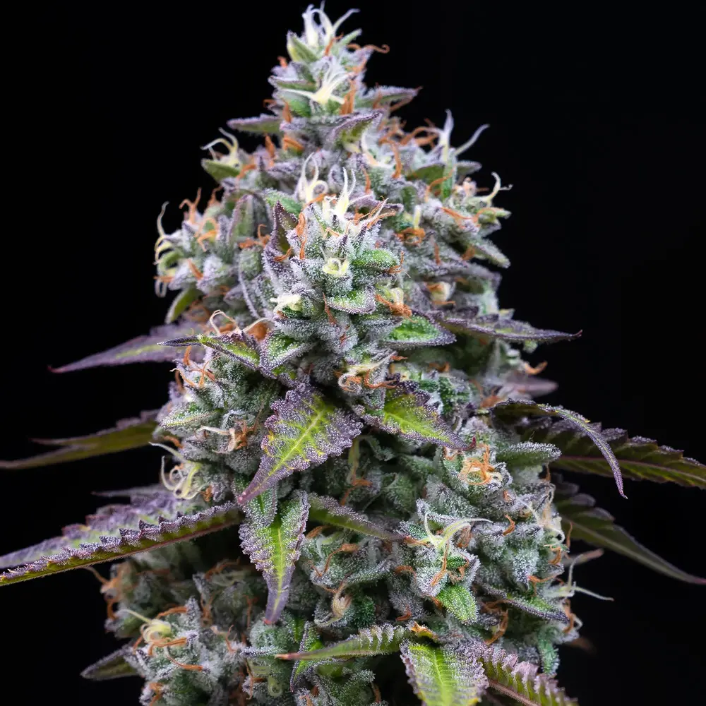 Zoap Feminized Seeds