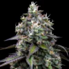 Zoap Feminized Seeds