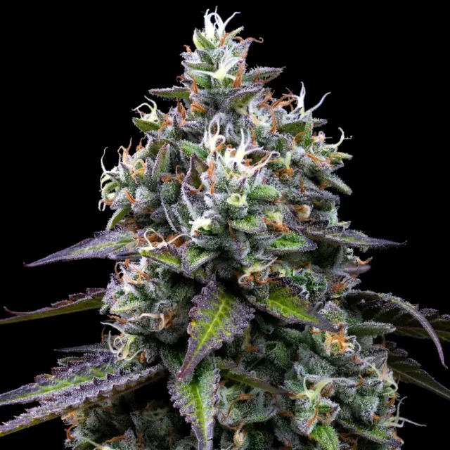 Zoap Feminized Seeds