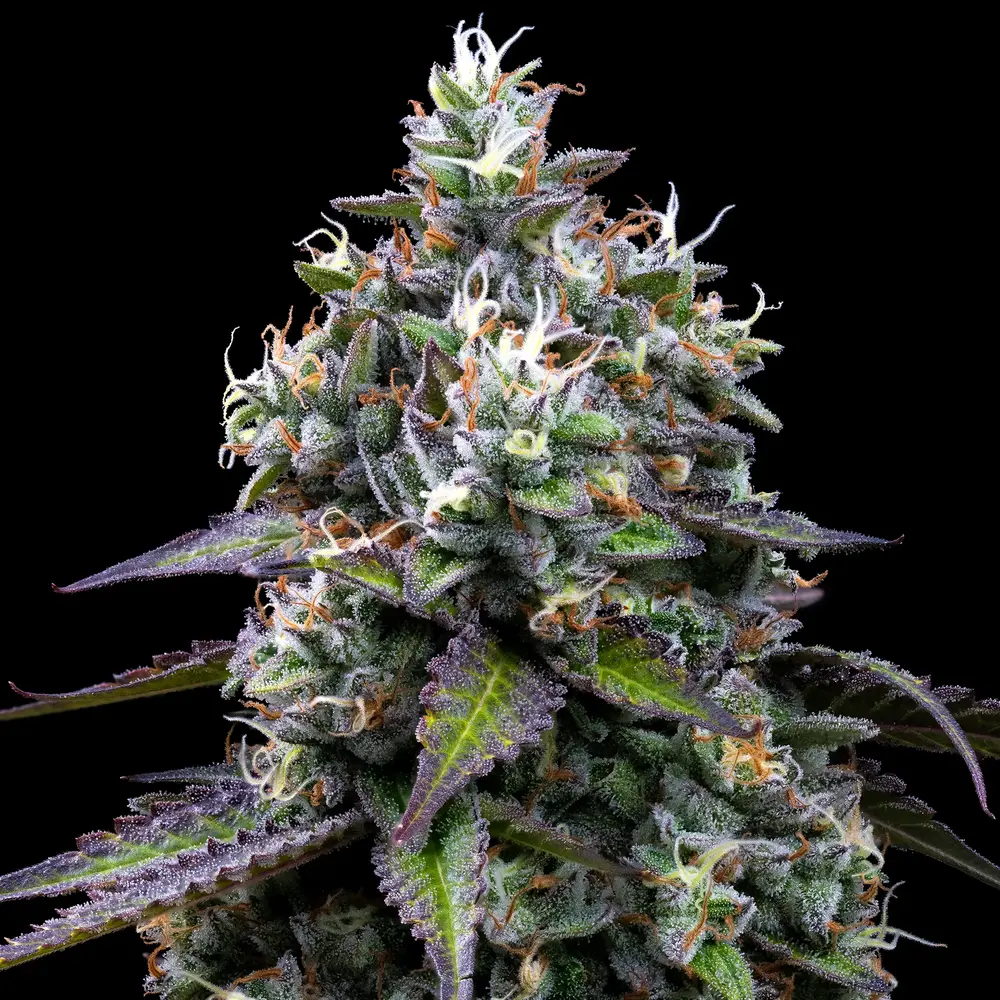Zoap Feminized Seeds