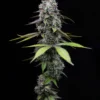 Zoap Feminized Seeds