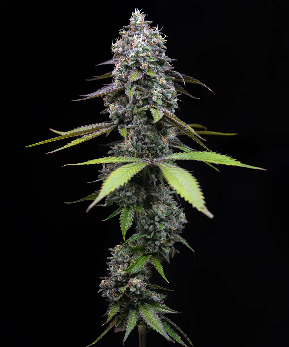 Zoap Feminized Seeds