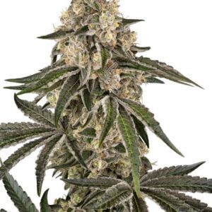 Sunset Peach Feminized Seeds