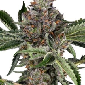 Papaya Jealousy Feminized Seeds