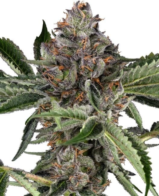 Papaya Jealousy Feminized Seeds