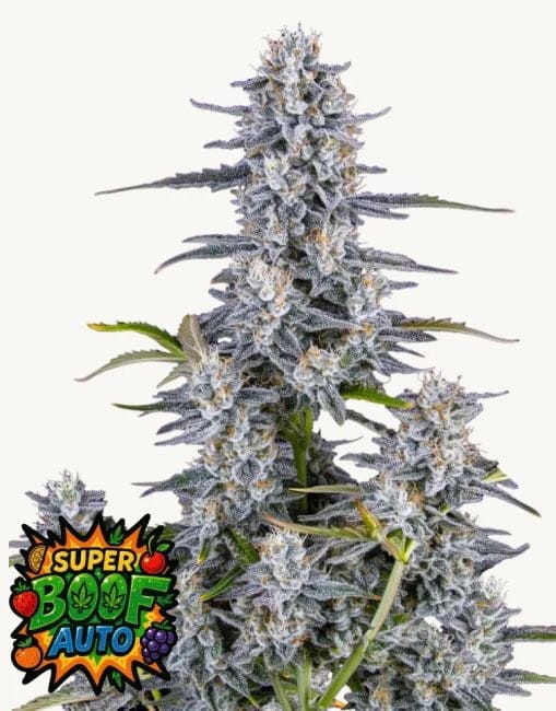 Super Boof Auto Feminized Seeds