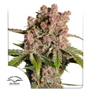 Strawberry Soda Auto Feminized Seeds