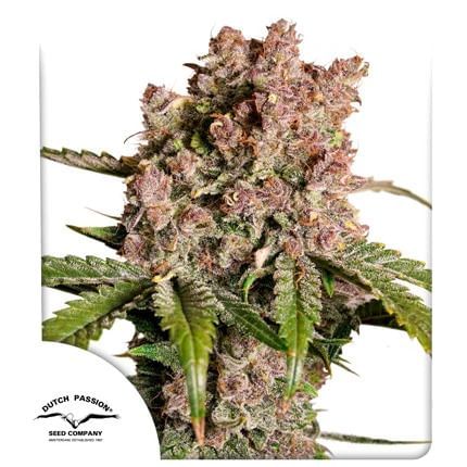 Strawberry Soda Auto Feminized Seeds