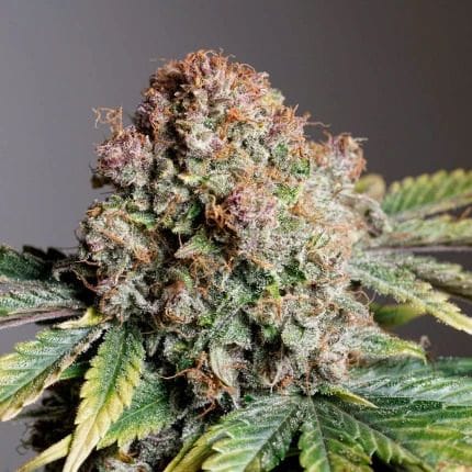 Strawberry Soda Auto Feminized Seeds