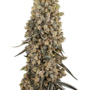 Atomic Blue Dream Feminized Seeds