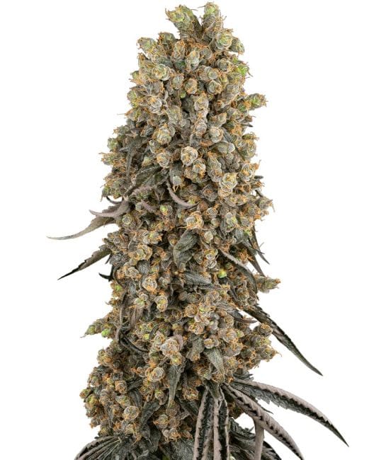 Atomic Blue Dream Feminized Seeds