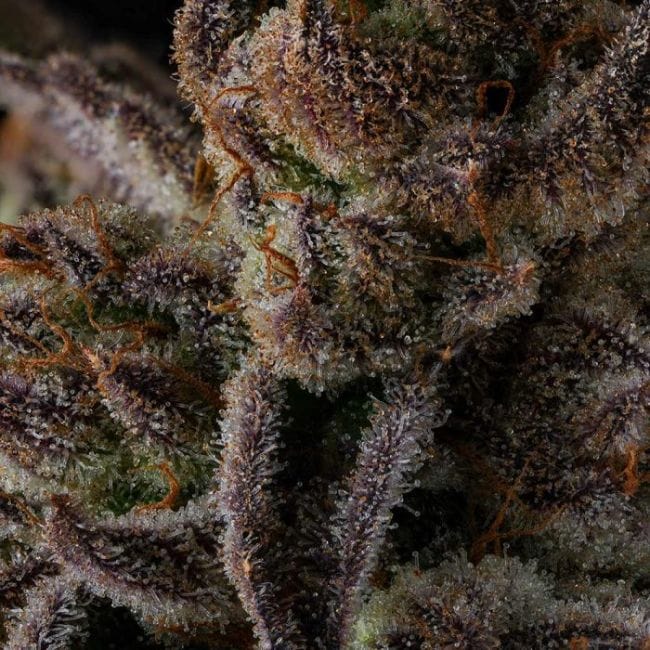 Purple Preserves Feminized Seeds