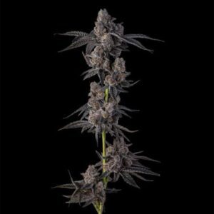 Mellowz Feminized Seeds