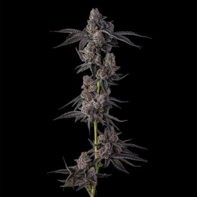 Mellowz Feminized Seeds