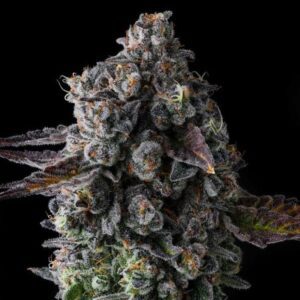 Crystal Chalice Feminized Seeds