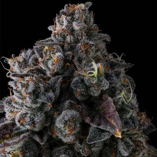 Crystal Chalice Feminized Seeds