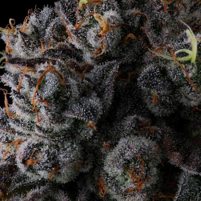 Crystal Chalice Feminized Seeds