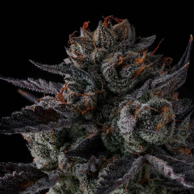 Any Day Feminized Seeds