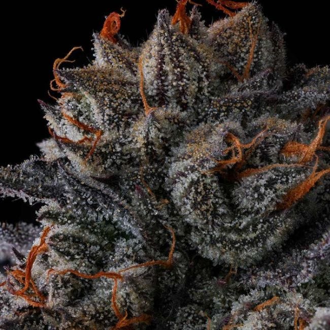 Any Day Feminized Seeds