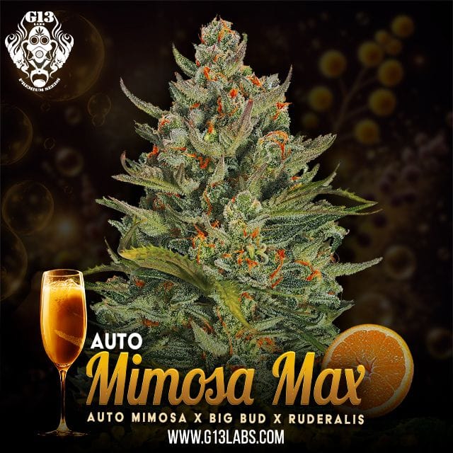 Mimosa Max Auto Feminized Seeds