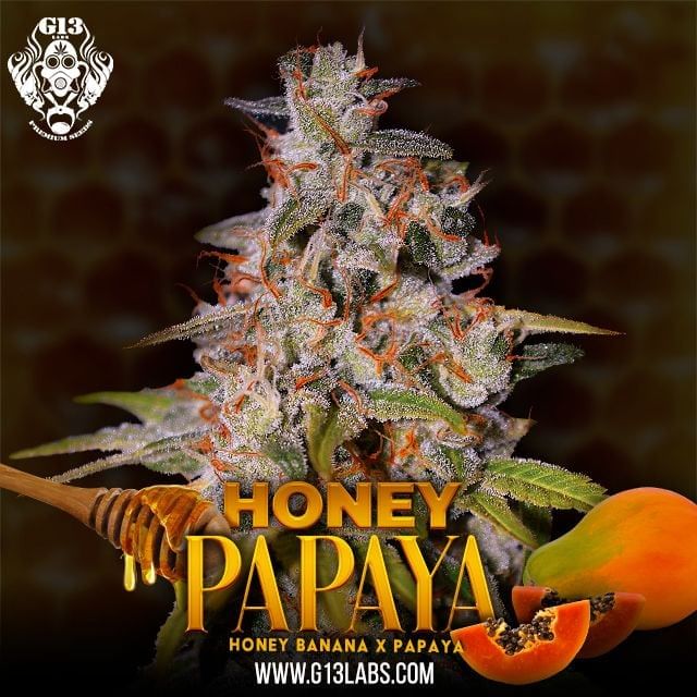 Honey Papaya Feminized Seeds